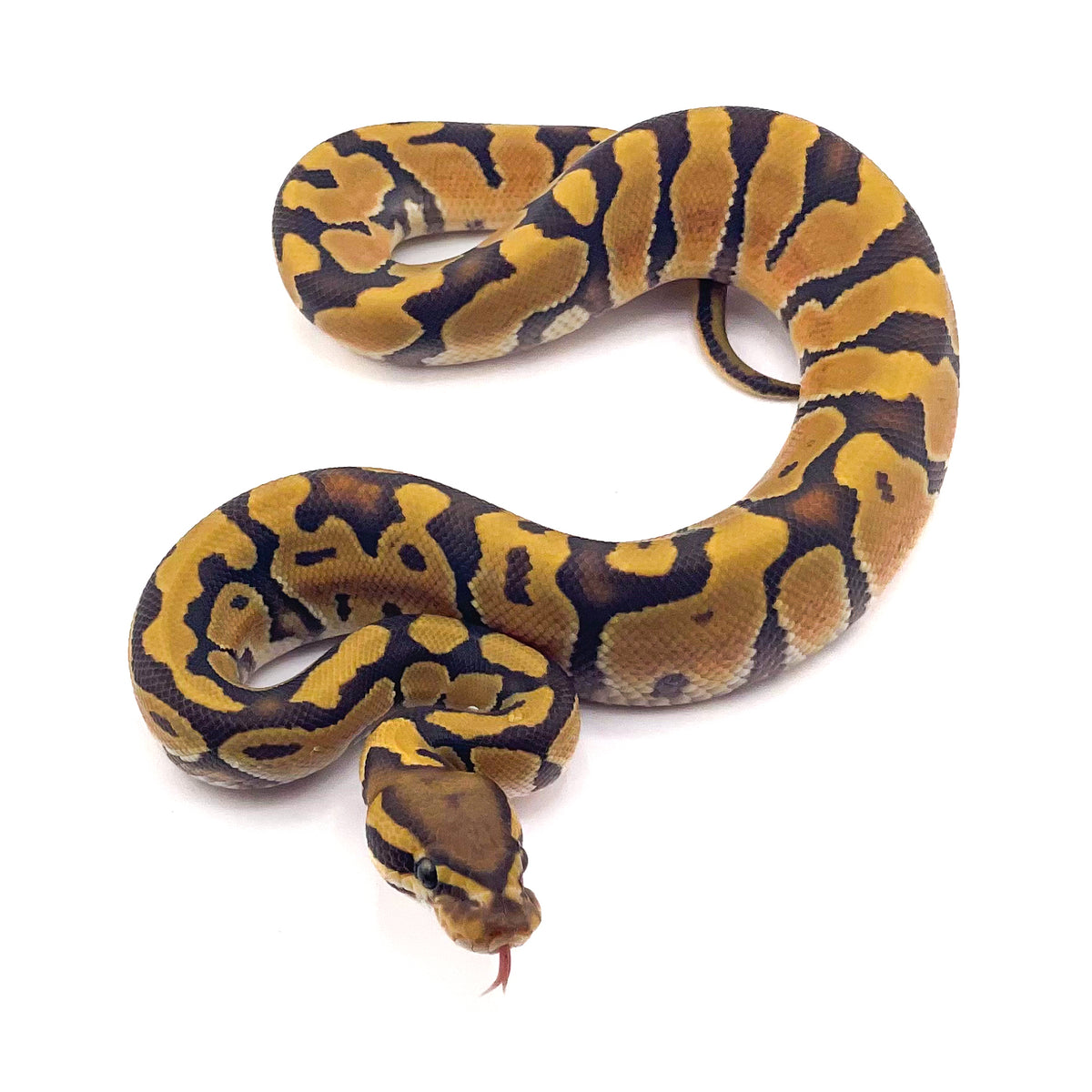 Hypo Enchi poss OD ph Ultramel Puzzle