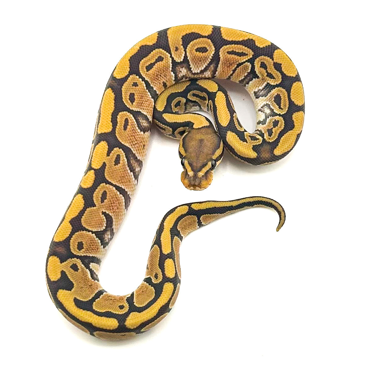 Hypo