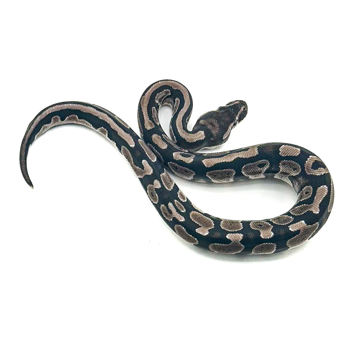 Black Axanthic ph Pied