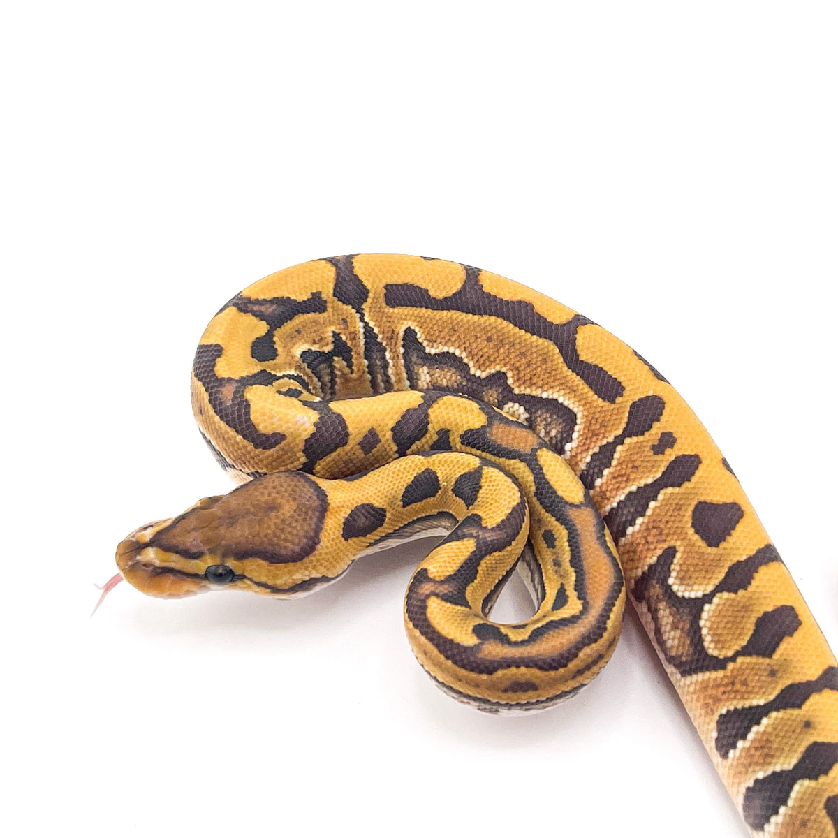 Hypo Puzzle