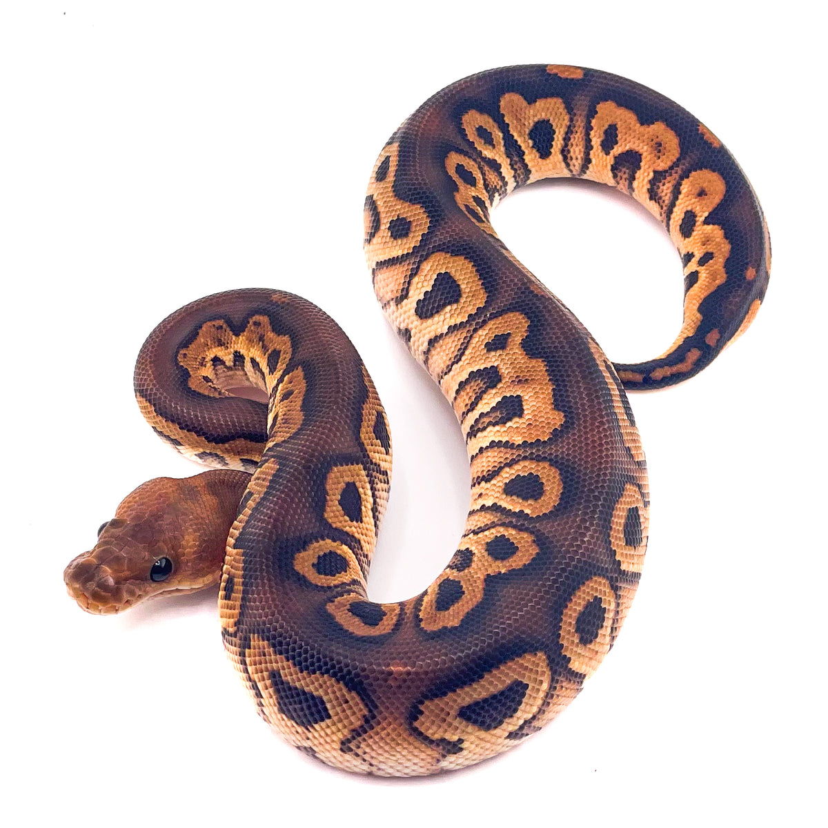 Black Pastel Clown ph GStripe