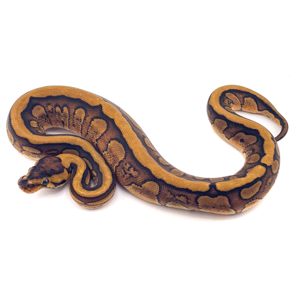 Super Redstripe het Clown ph Genetic Stripe