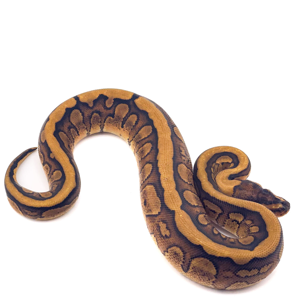 Super Redstripe het Clown ph Genetic Stripe