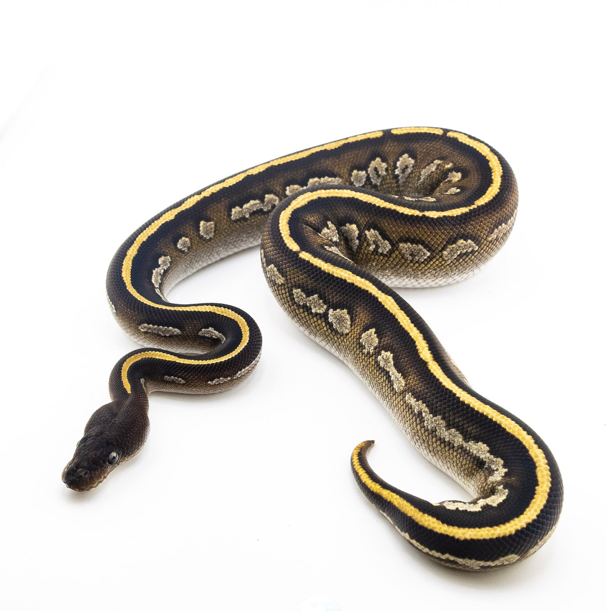 Blackhead Mystic Cinnamon Mahogany het Hypo