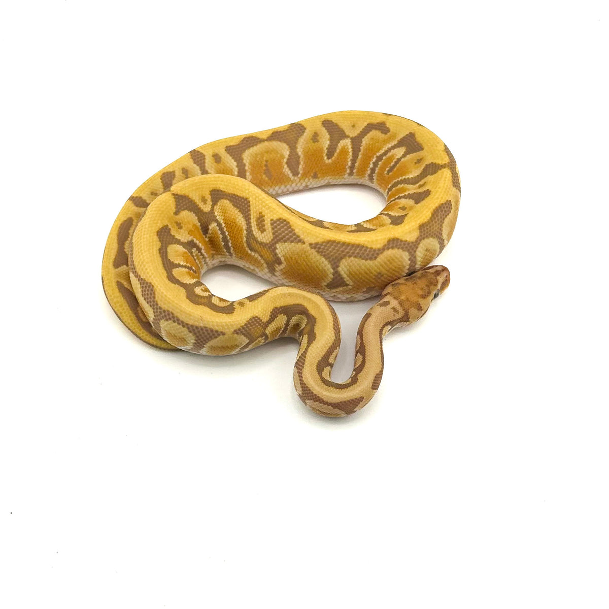Ultramel Specter Hidden Gene Woma