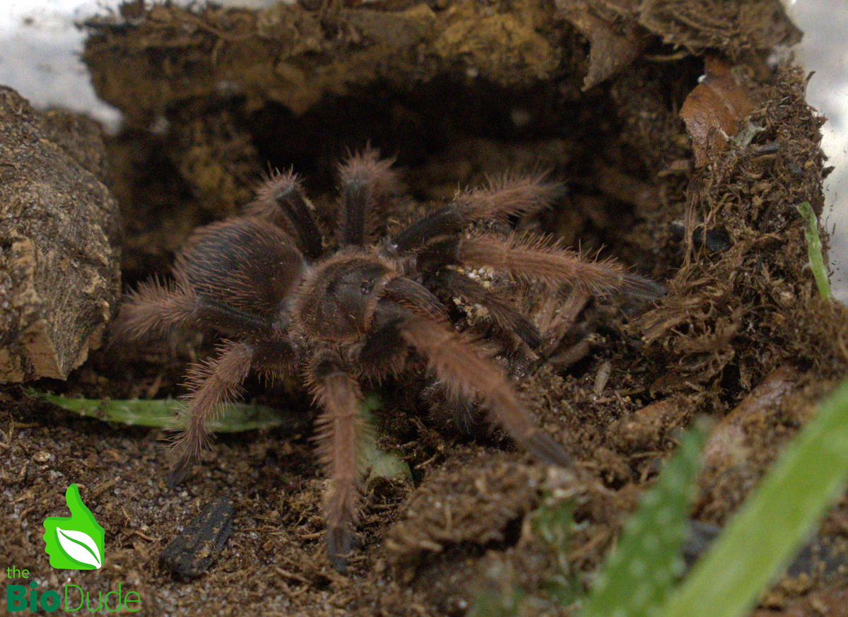 Terra Aranea Substrate for Tarantulas 6 qt - The Ultimate Invert Bioactive Substrate