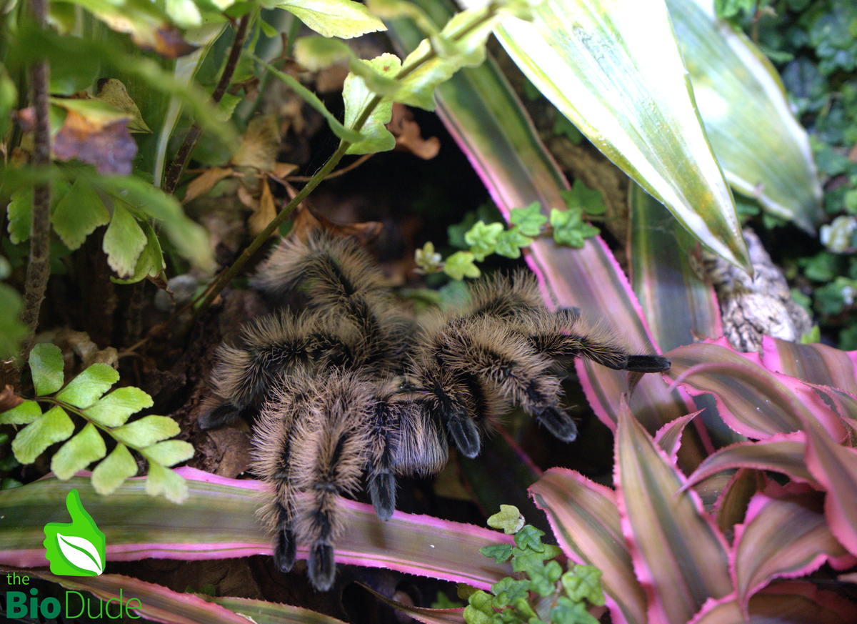 Terra Aranea Substrate for Tarantulas 6 qt - The Ultimate Invert Bioactive Substrate