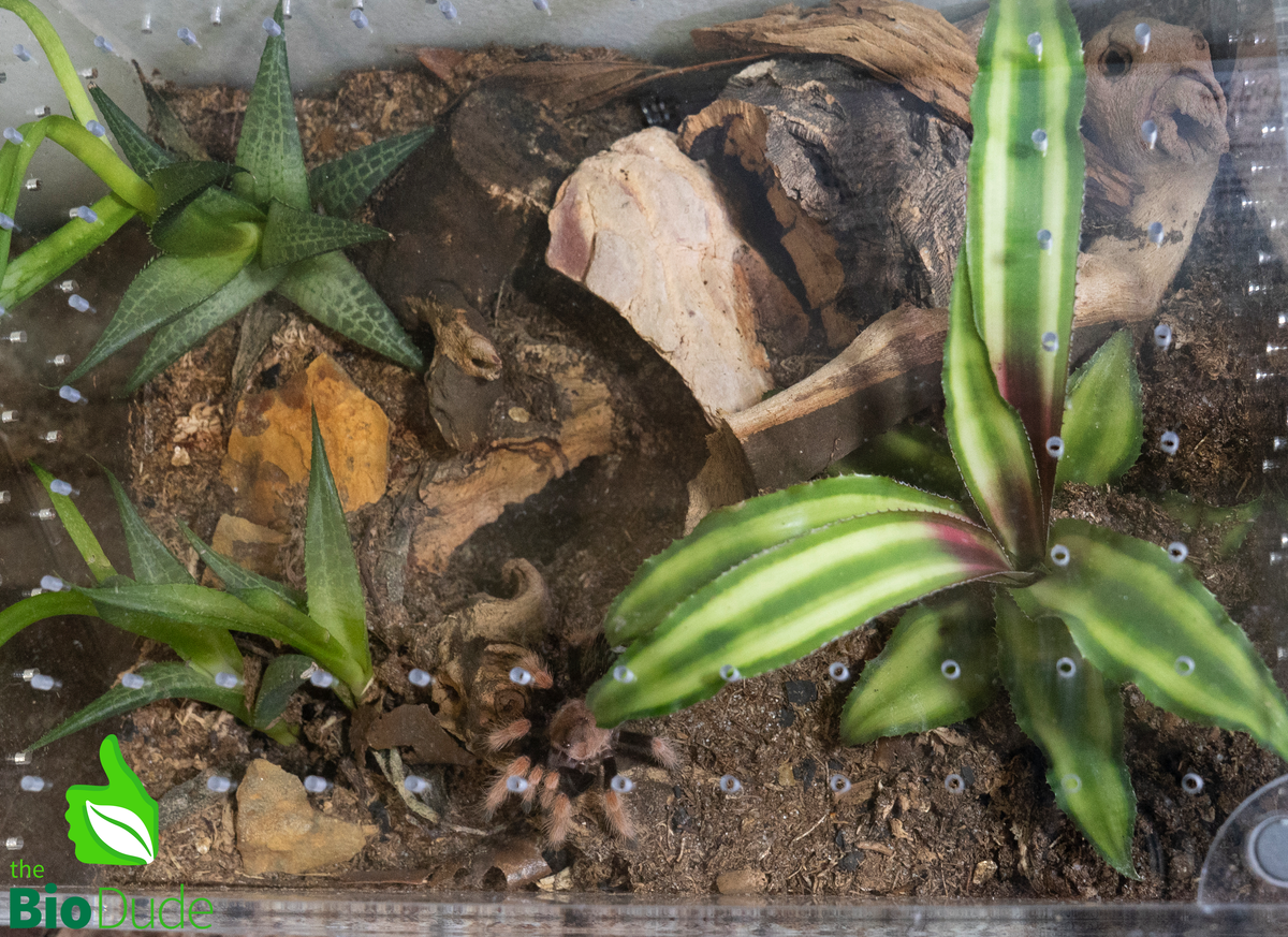 Terra Aranea Substrate for Tarantulas 6 qt - The Ultimate Invert Bioactive Substrate