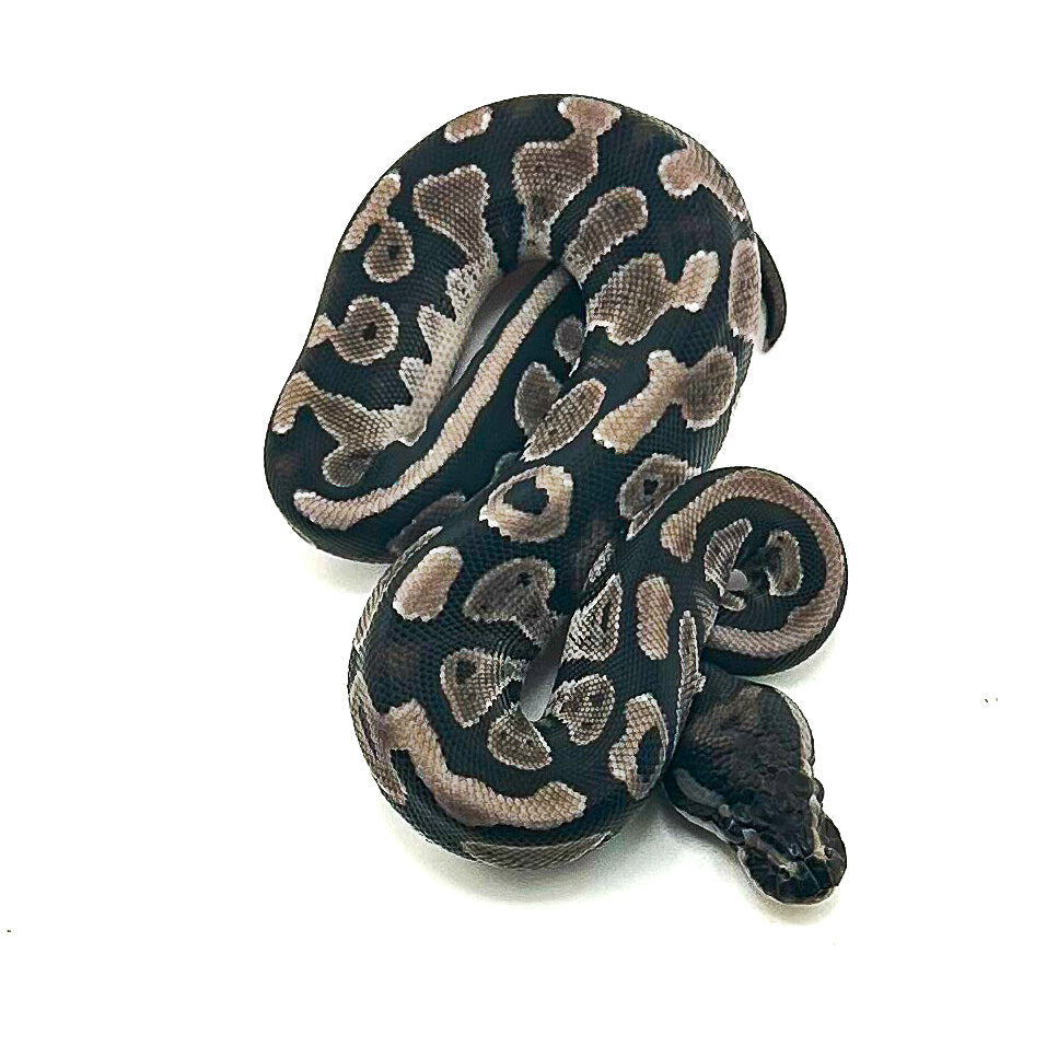 Black Axanthic ph Pied