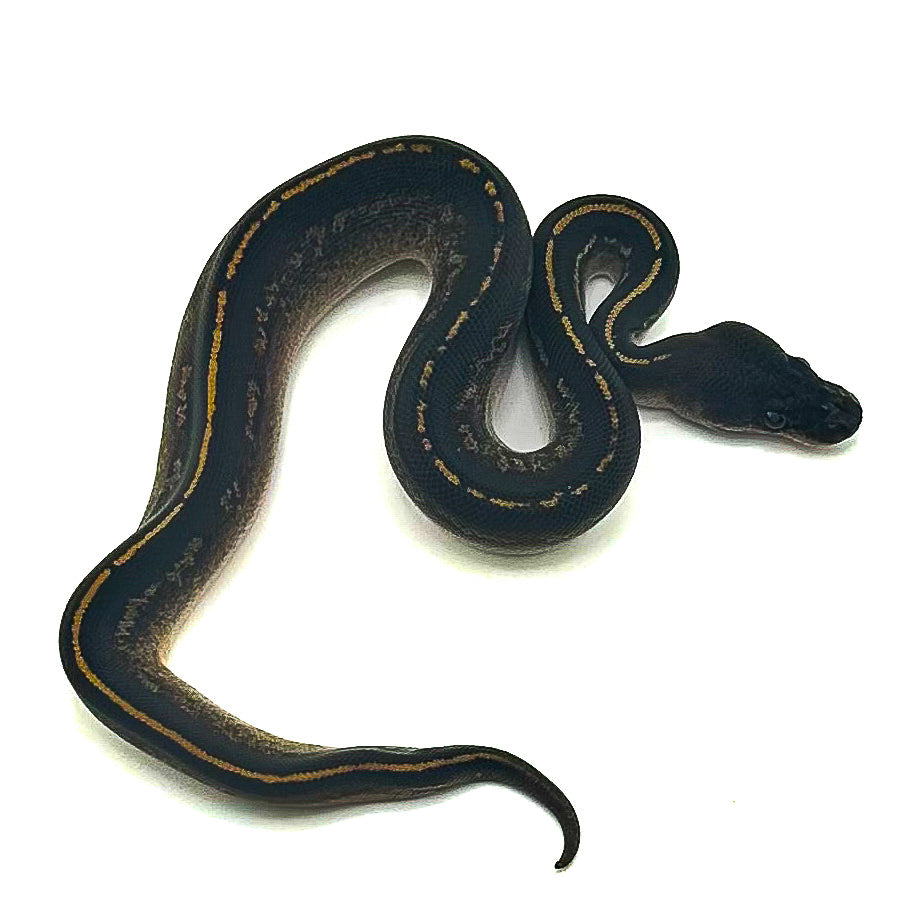 Blackhead Mahogany Mystic DH Hypo Pied ph Ultramel
