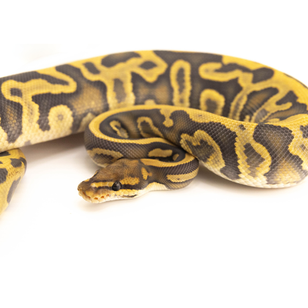 Hypo Leopard TH Clown Ultramel Pied