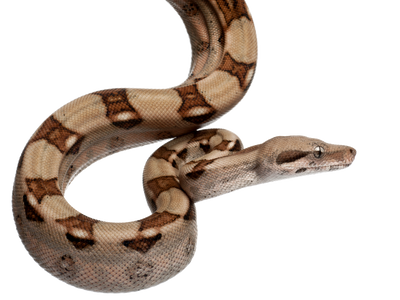 Boas