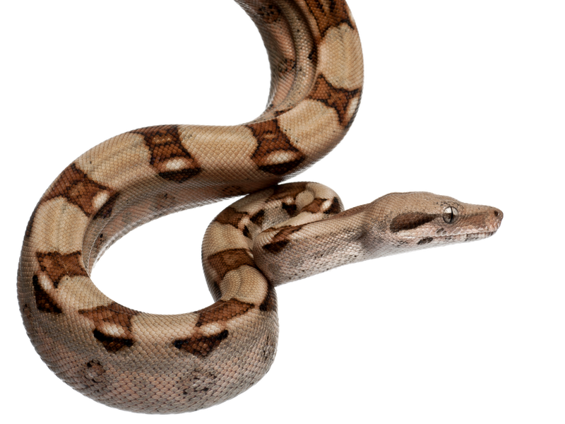 A coiled brown and tan snake with distinctive dark markings along its body, positioned on a white background.
