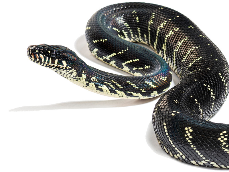 A black snake with iridescent scales and cream-colored markings is coiled on a white background, with its head raised and body slightly curved.