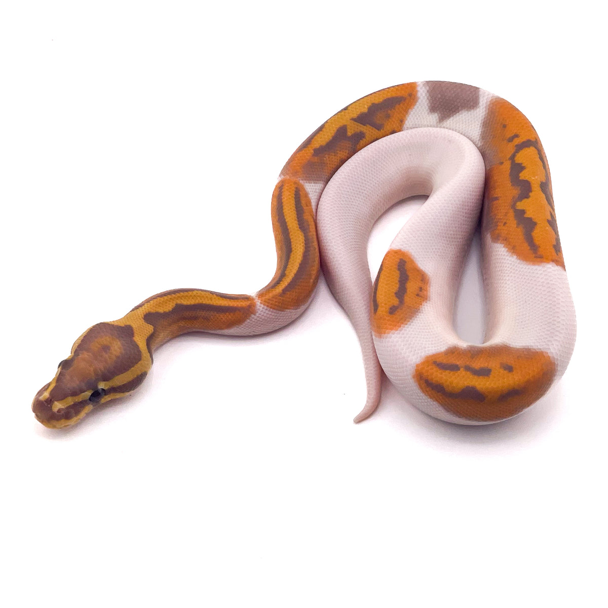 Ultramel Pied Hypo
