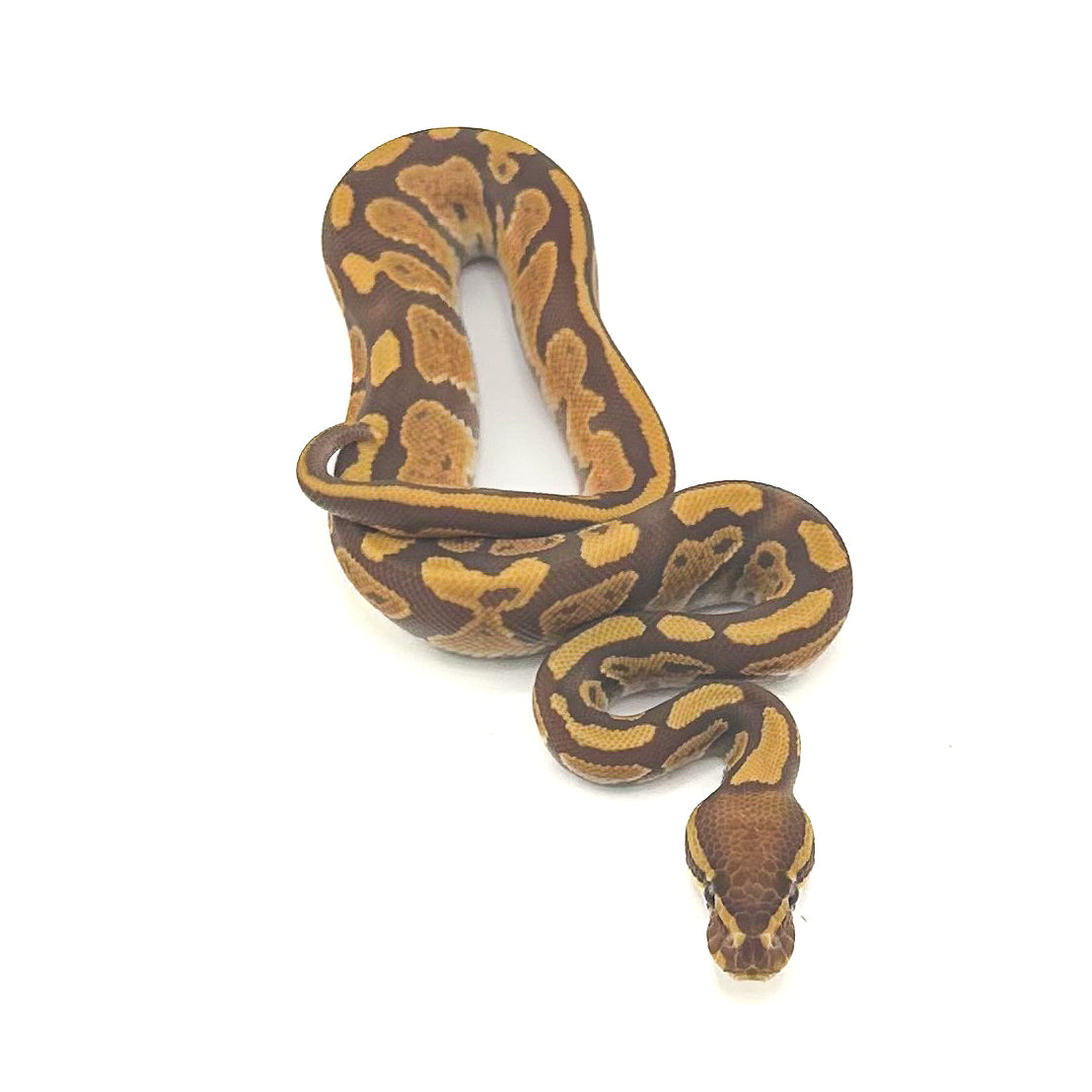 Ultramel het Pied ph Hypo