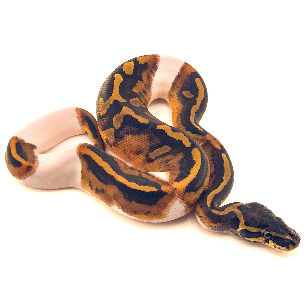 Pied het Black Axanthic