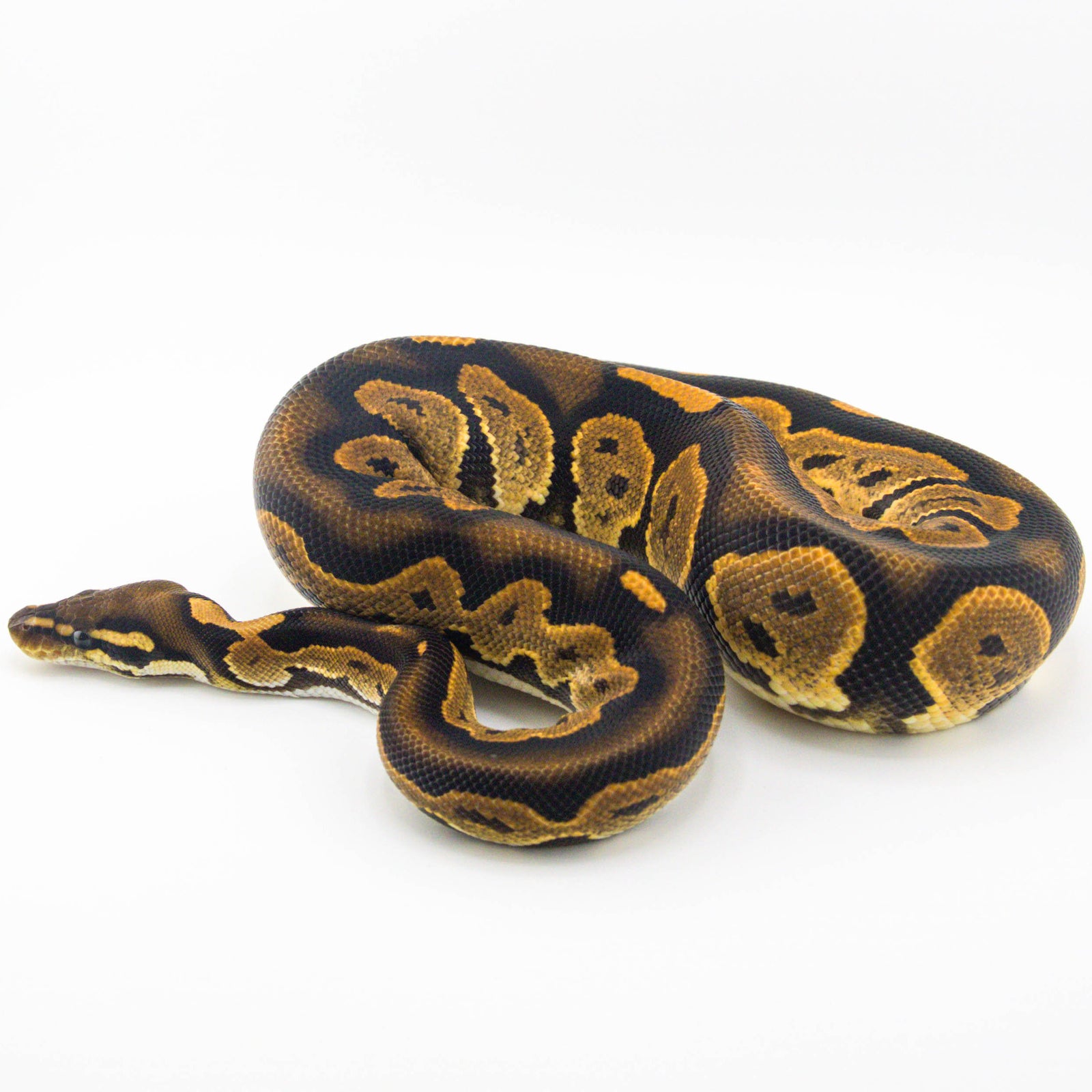 Calico ...