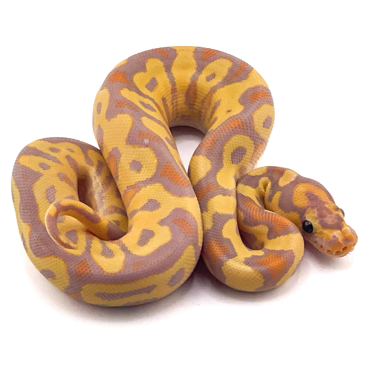 Banana Clown Yellowbelly ph Monarch Pied GStripe