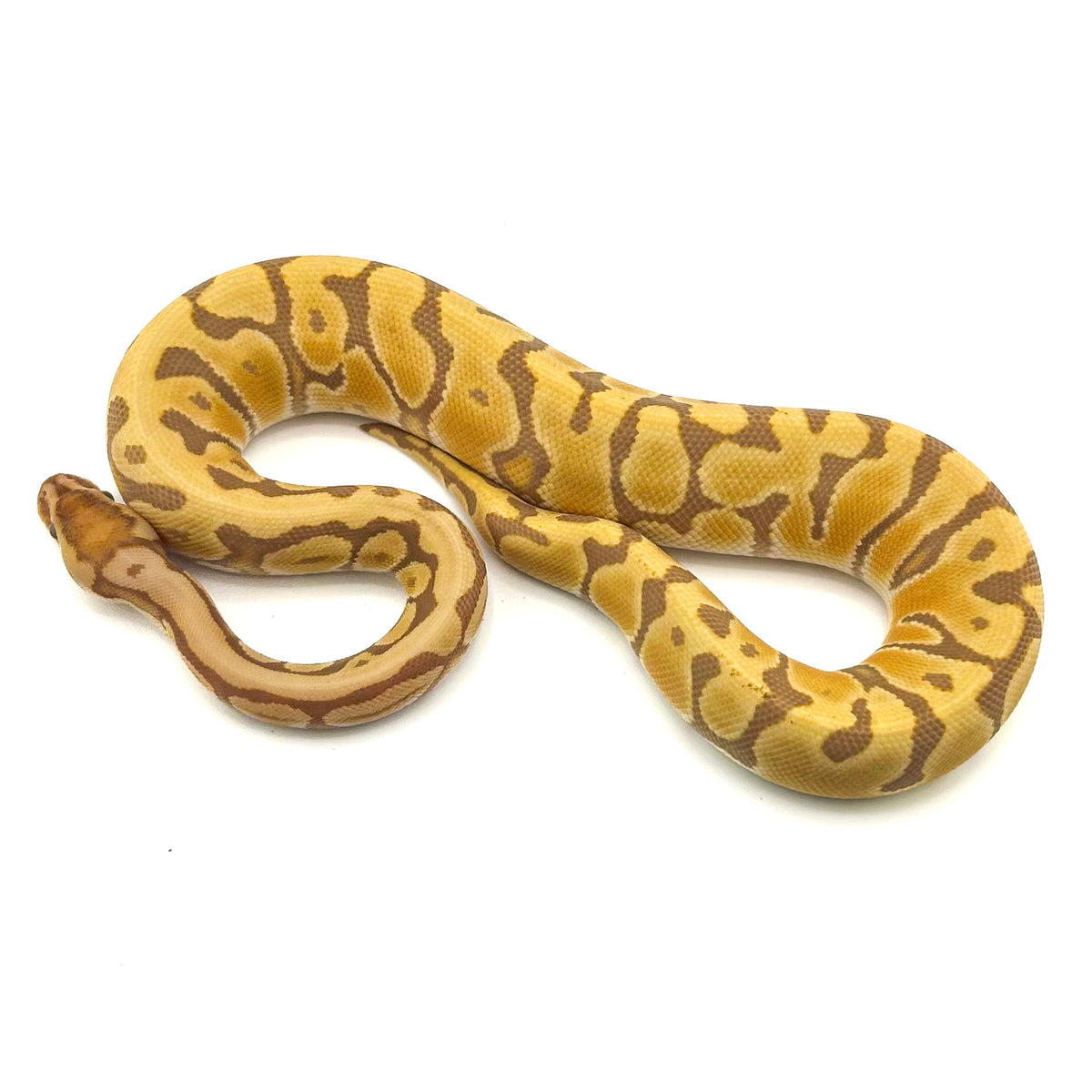 Ultramel Specter Hidden Gene Woma