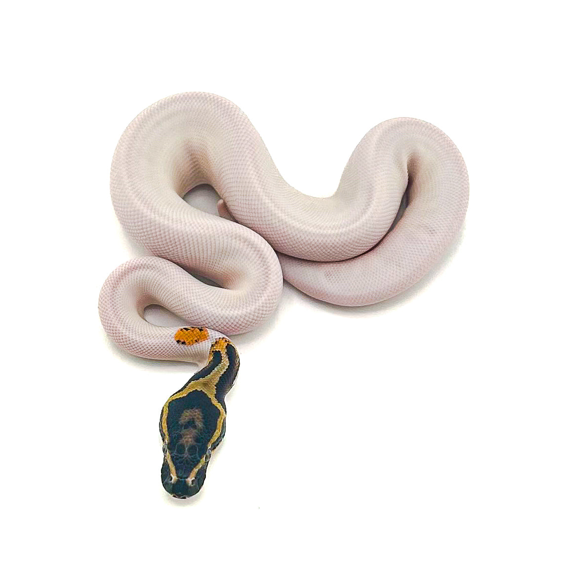 Yellowbelly Pied het Monarch poss Orange Dream Mahogany