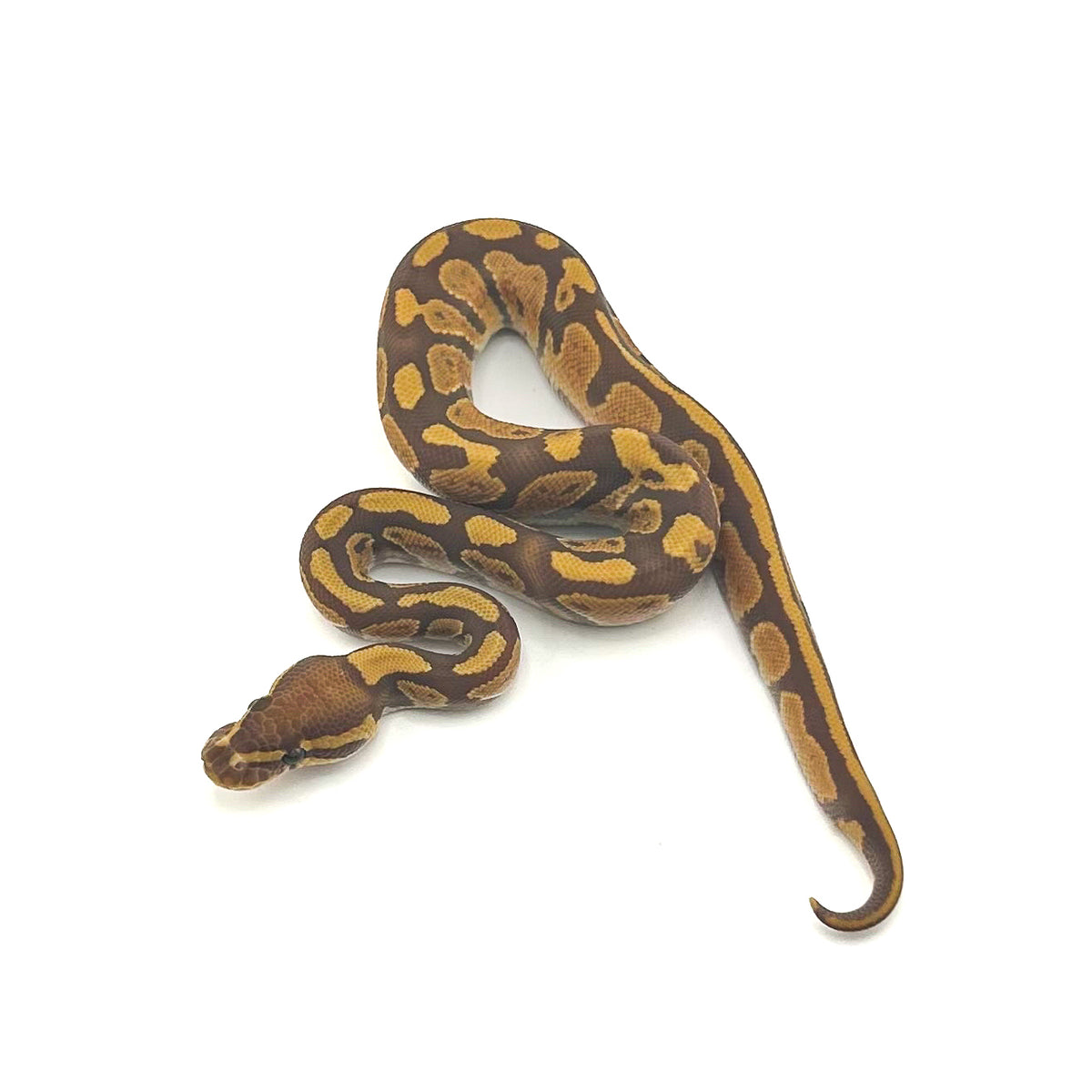 Ultramel het Pied ph Hypo