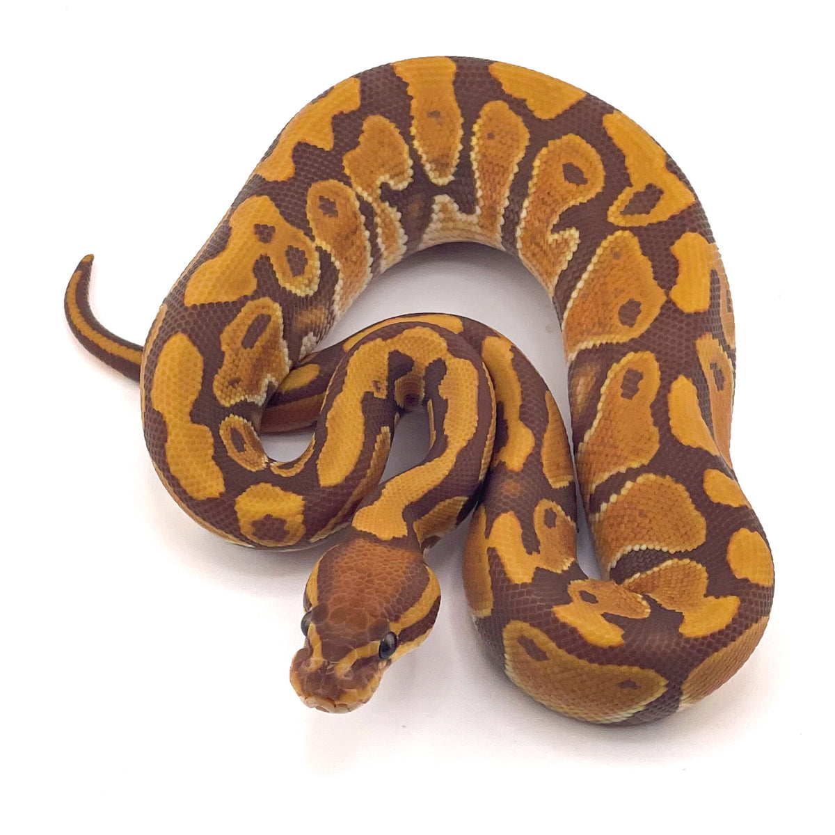 Ultramel het Hypo poss OD ph Puzzle