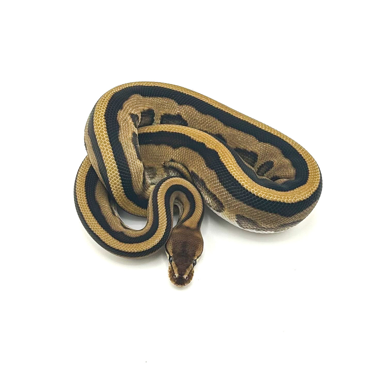 Fire GStripe Leopard TH Desert Ghost Cryptic Clown