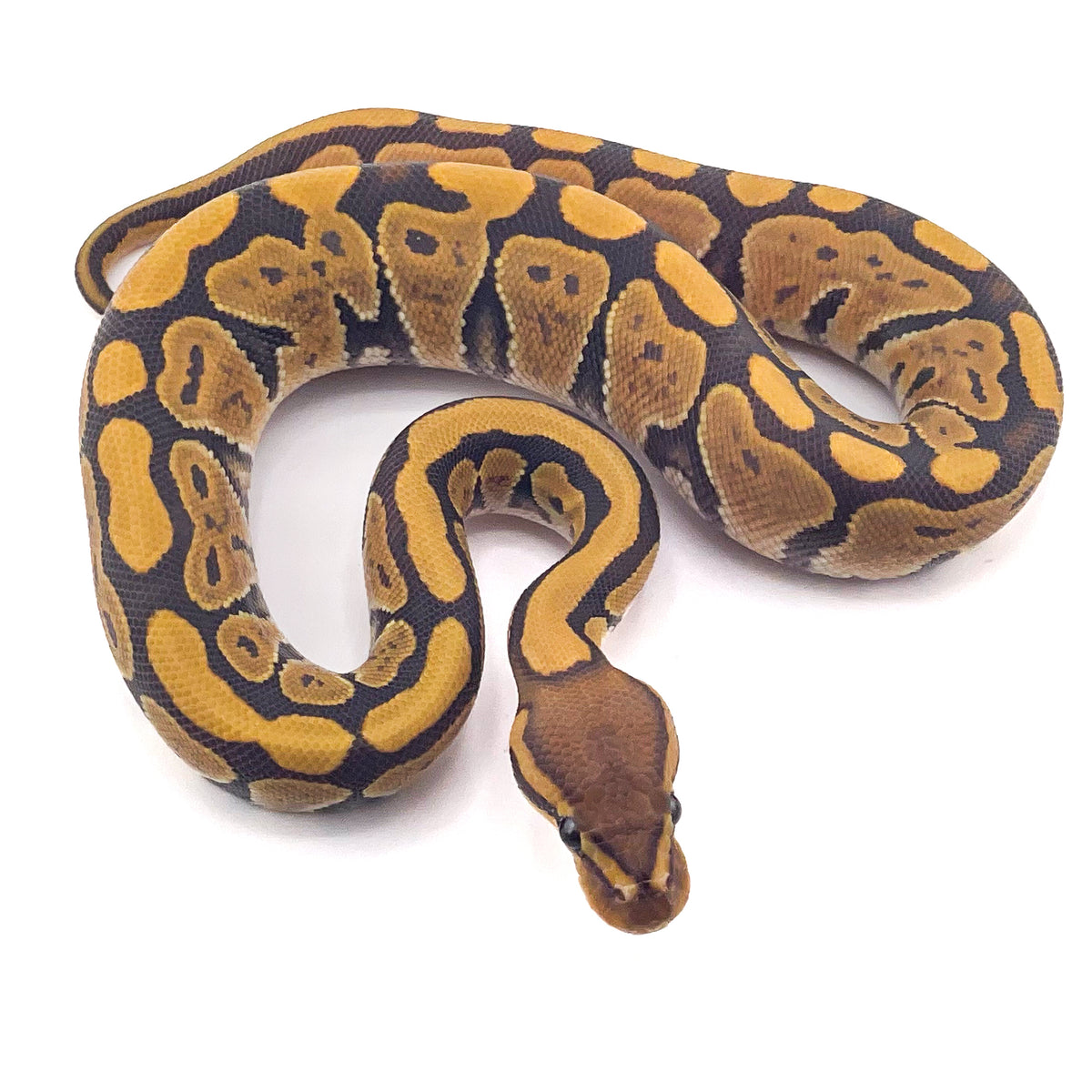 Hypo het Puzzle