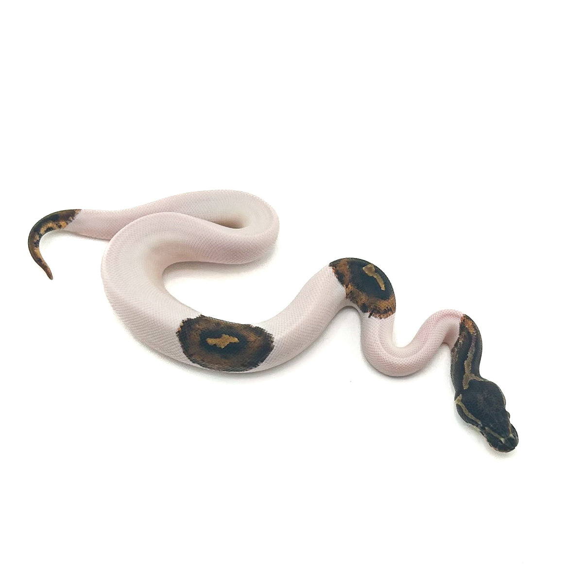 Mahogany Pied het Monarch