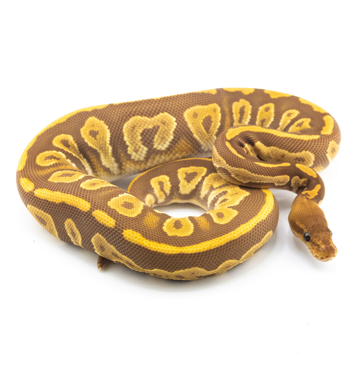 Ultramel Mahogany