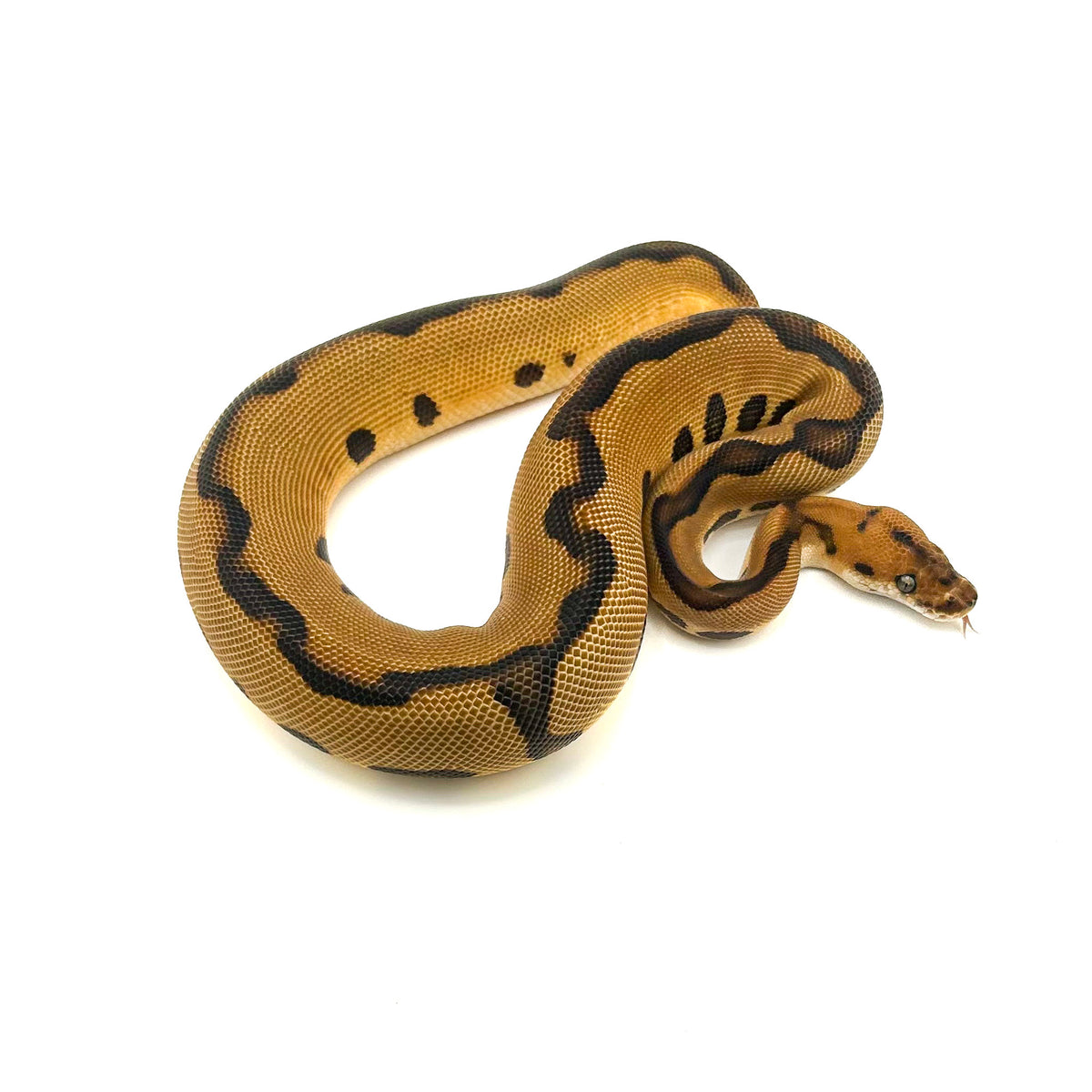 Leopard Enchi Clown het Desert Ghost