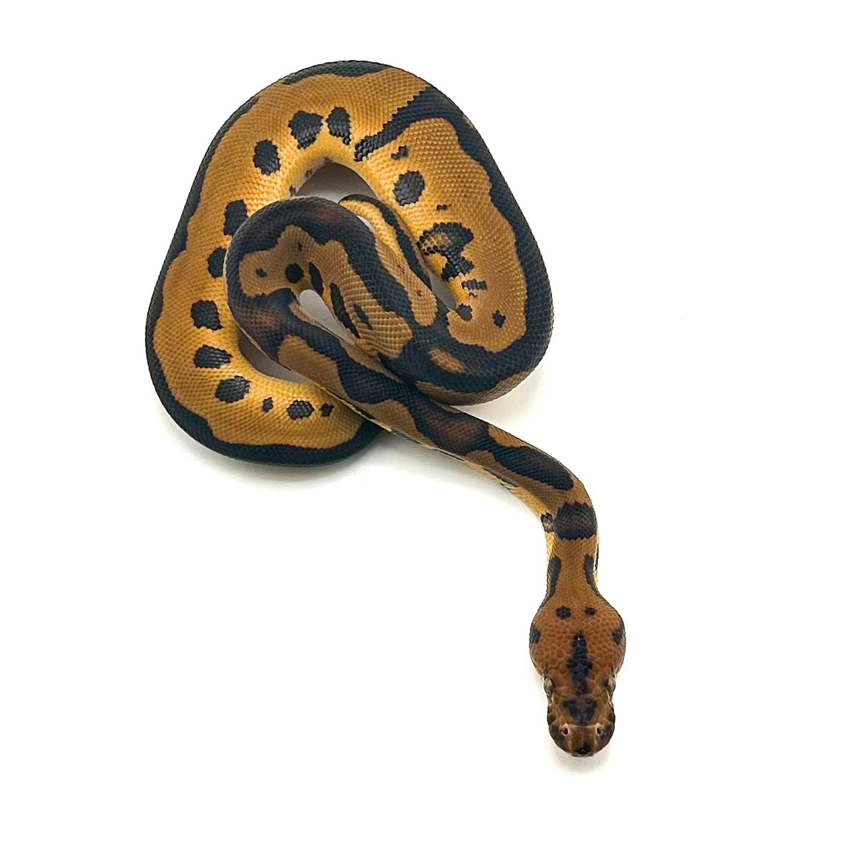 Enchi Leopard Clown DH Desert Ghost Ultramel ph GStripe