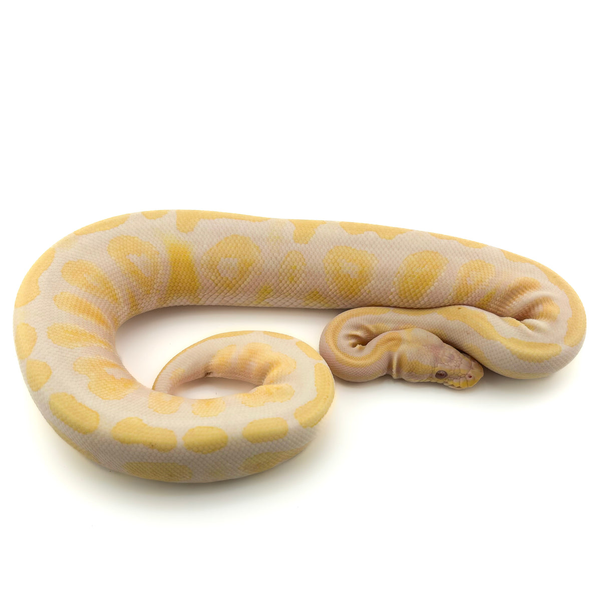 Lavender het Axanthic