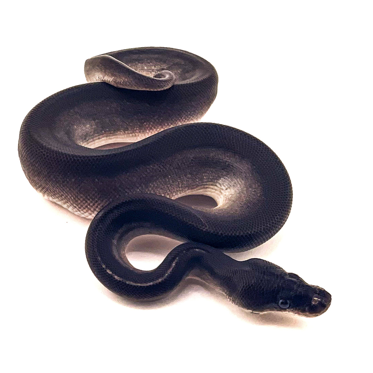 Obsidian (Super Mahogany Blackhead) het Ultramel