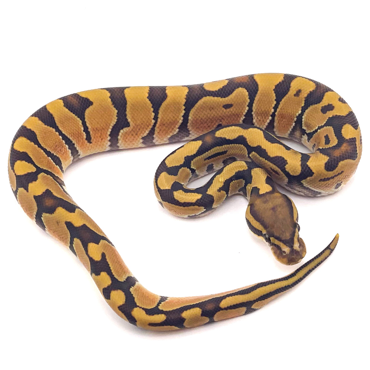 Hypo Enchi poss OD ph Ultramel Puzzle