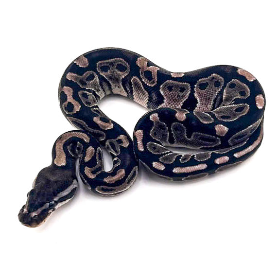Black Axanthic het Pied