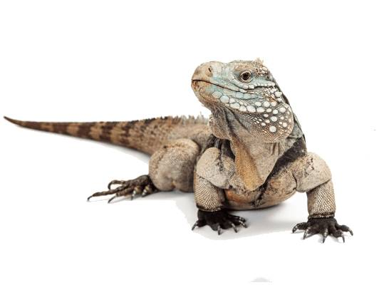 A large iguana with rough, scaly skin mottled in shades of grey, brown, and turquoise, sitting on a white background. Its tail is stretched out behind it.