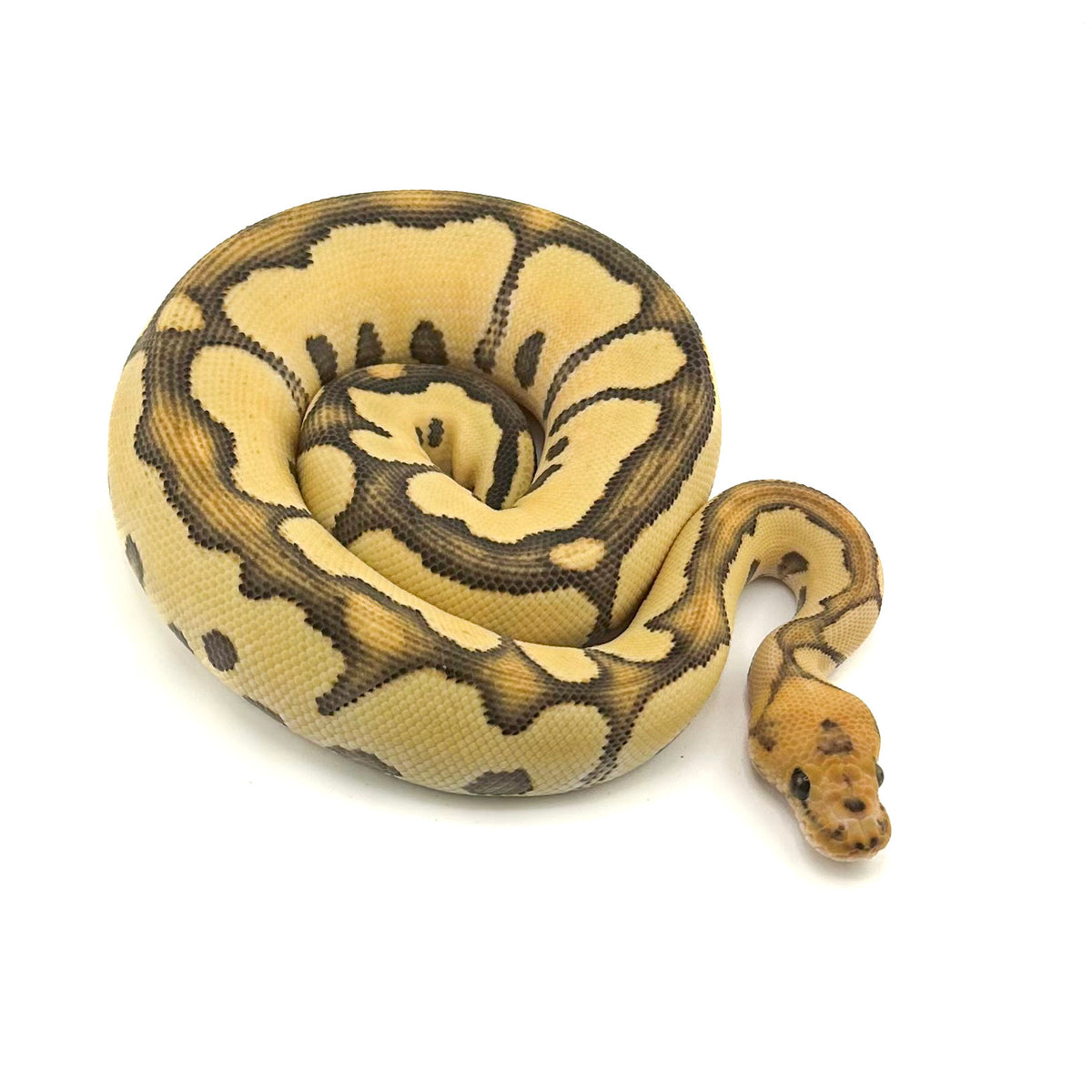 Desert Ghost Cryptic