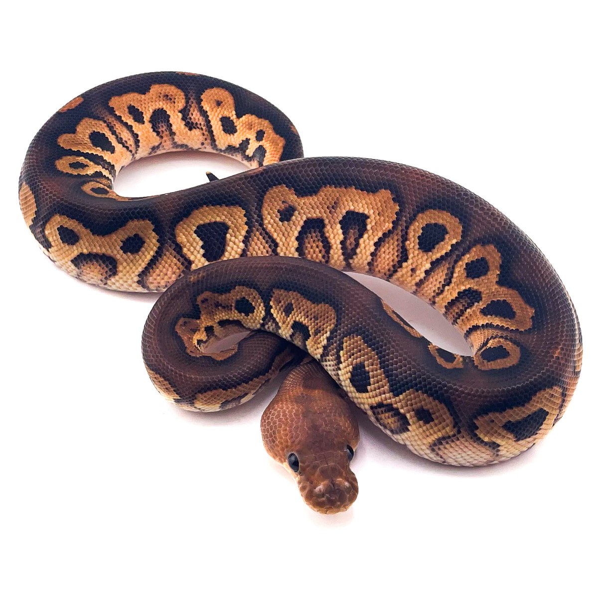 Black Pastel Clown ph GStripe
