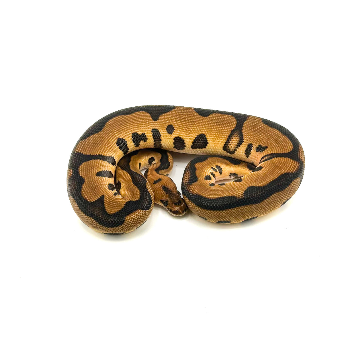 Leopard Enchi Clown het Desert Ghost