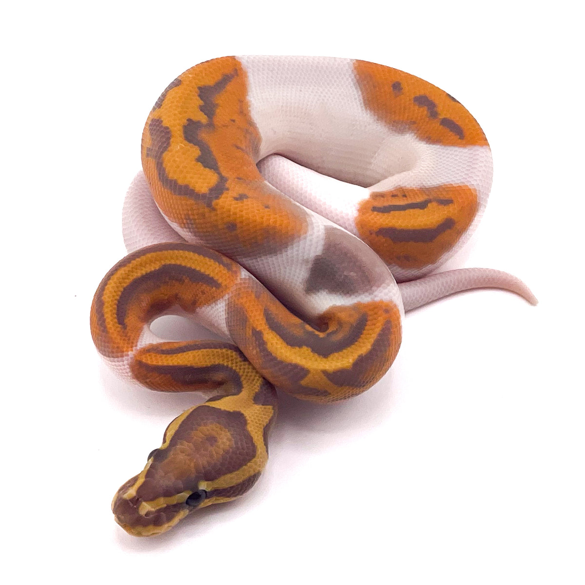 Ultramel Pied Hypo