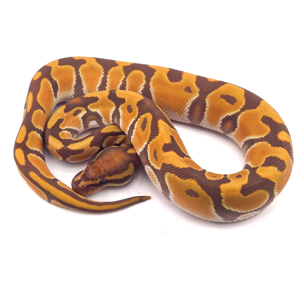 Ultramel Orange Dream Enchi ph Puzzle
