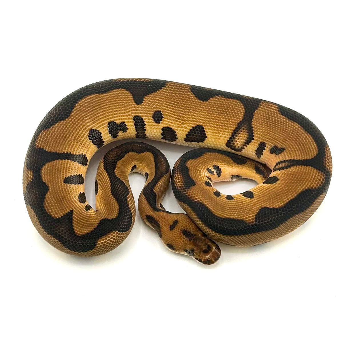 Leopard Enchi Clown het Desert Ghost