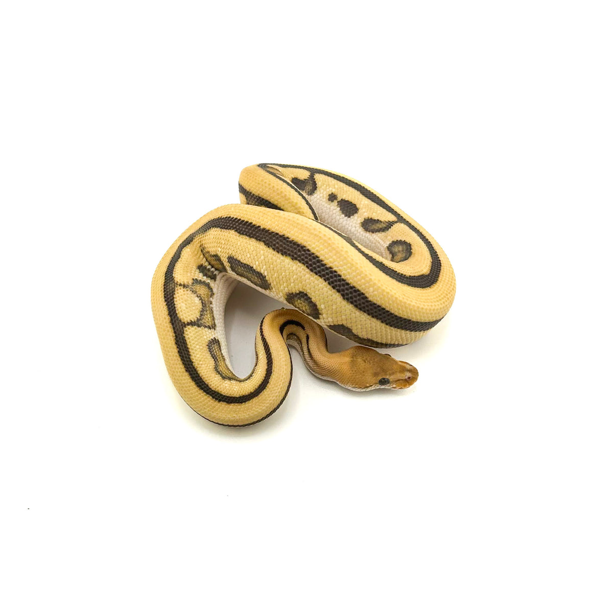 Fire Leopard Desert Ghost Cryptic GStripe