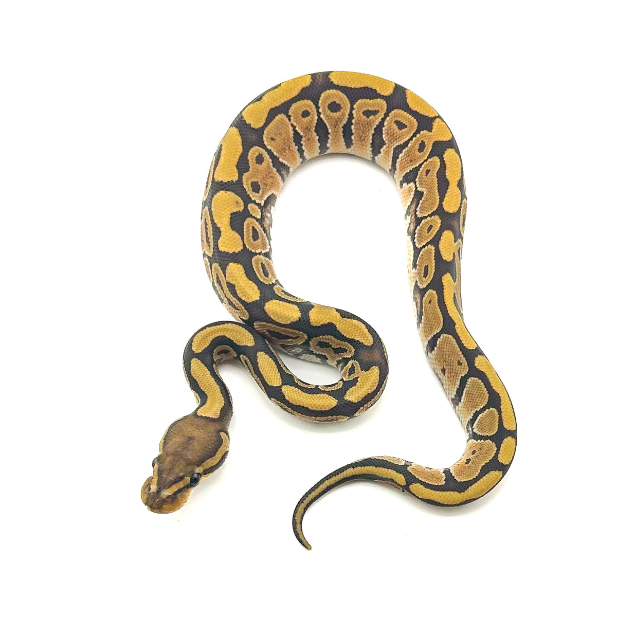 Hypo