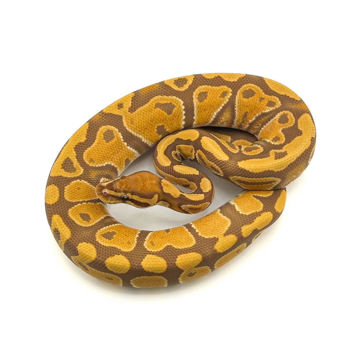 Ultramel het Hypo