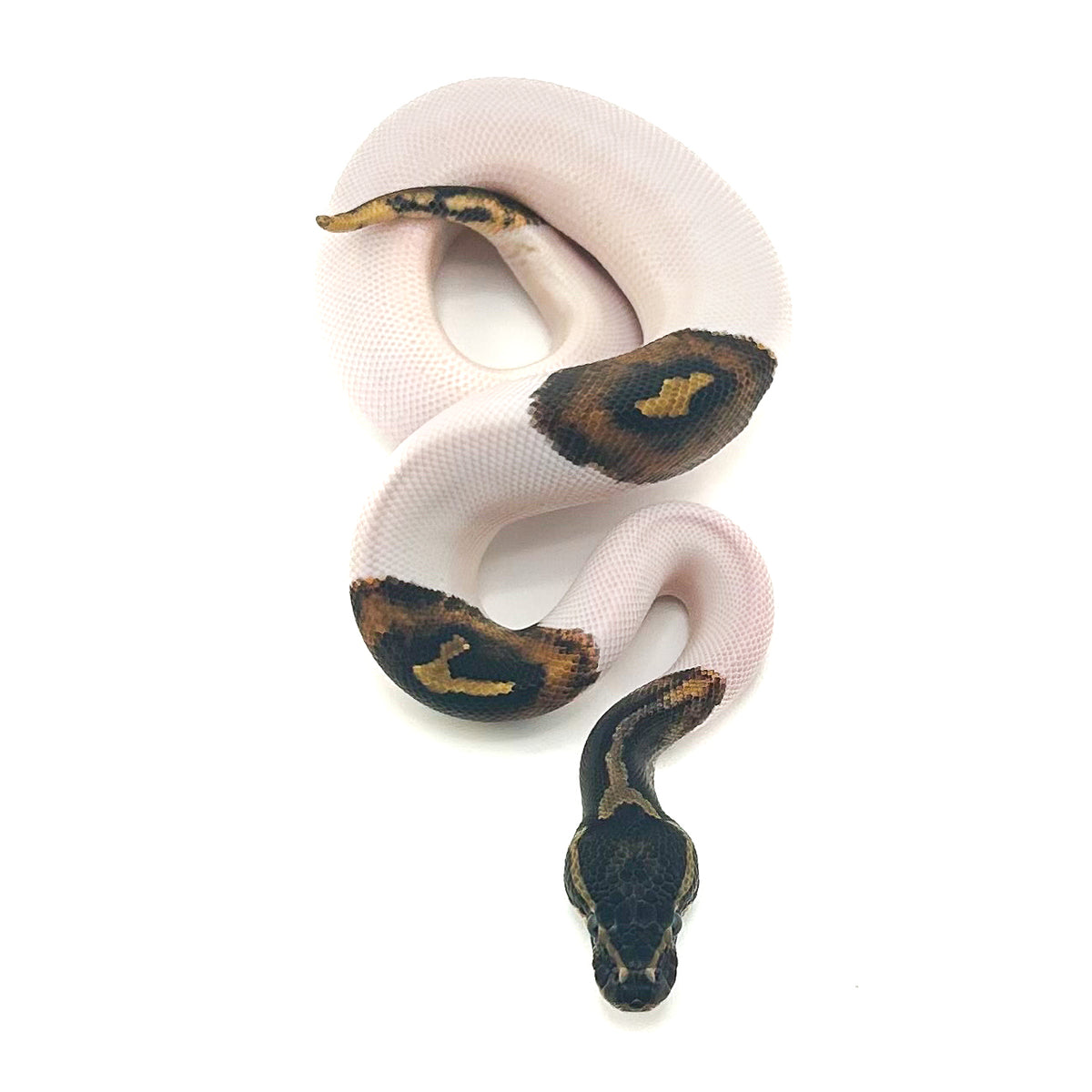 Mahogany Pied het Monarch