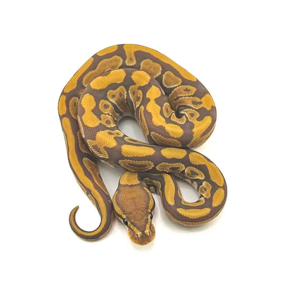 Ultramel Hypo ph Puzzle