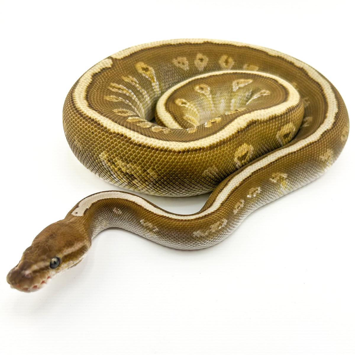 Superstripe GHI Butter het Ultramel